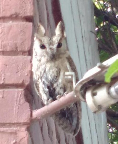 Horned Owl at IIT Kanpur