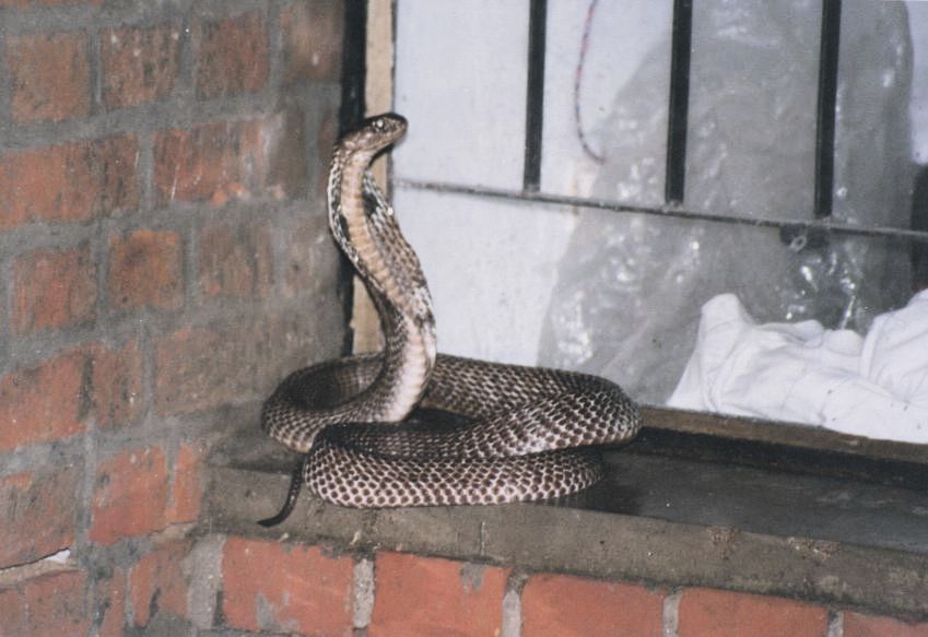 A visitor to an apartment at  IIT Kanpur 