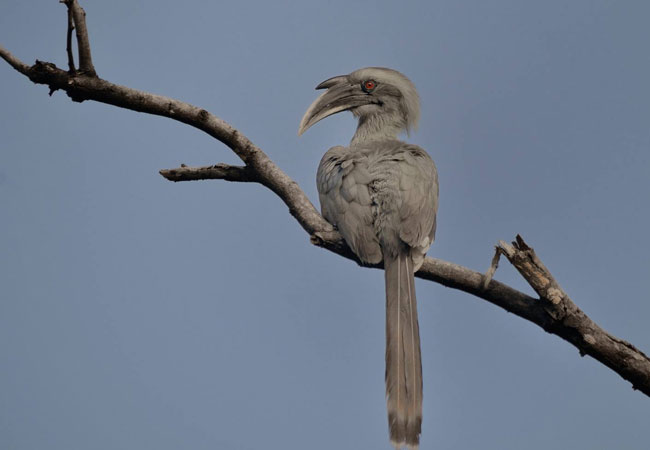 Grey-Hornbill-Ramesh-Ramapanicker