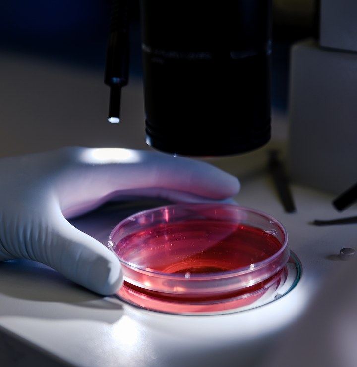 A researcher examining a culture dish under a microscope
