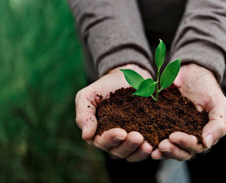 Hands holding soil with a young seedling