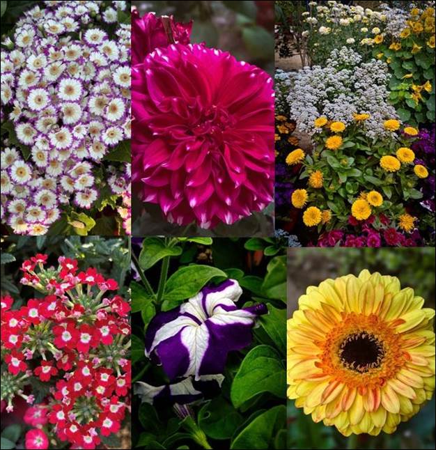 Flower Show.jpg