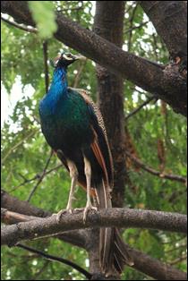 A peacock perched on a branch

AI-generated content may be incorrect.