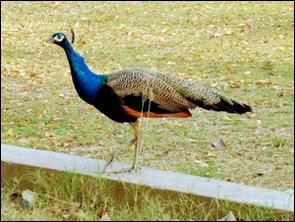 A peacock walking on a ledge

AI-generated content may be incorrect.