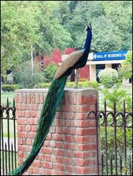 A peacock standing on a brick wall

AI-generated content may be incorrect.