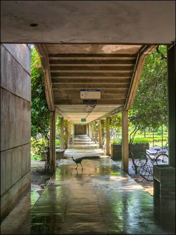 A bird walking on a wet walkway

AI-generated content may be incorrect.