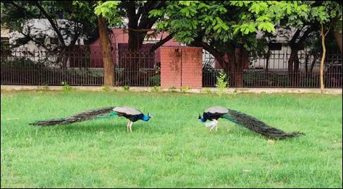 A couple of peacocks on grass

AI-generated content may be incorrect.