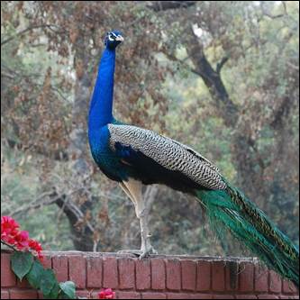 A peacock standing on a brick wall

AI-generated content may be incorrect.