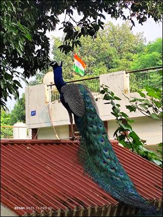 A peacock standing on a roof

AI-generated content may be incorrect.