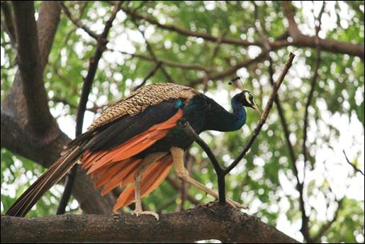A peacock standing on a branch

AI-generated content may be incorrect.
