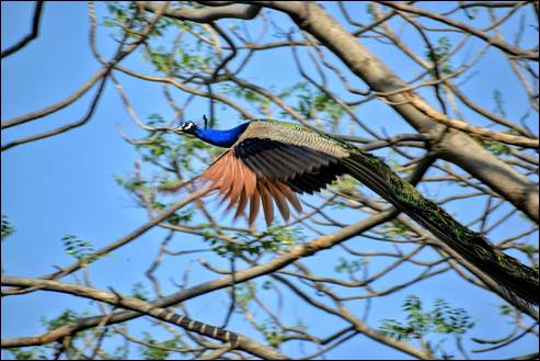 A peacock flying in the air

AI-generated content may be incorrect.