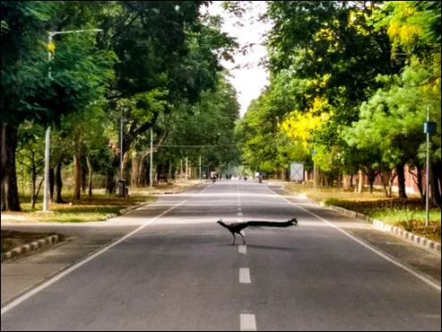 A bird on the road

AI-generated content may be incorrect.