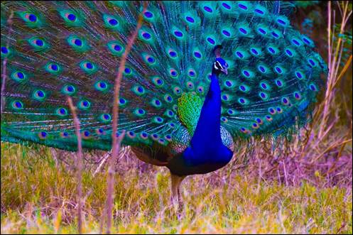 A peacock with its tail feathers spread out

AI-generated content may be incorrect.