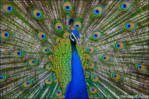 A peacock with its tail feathers spread

AI-generated content may be incorrect.