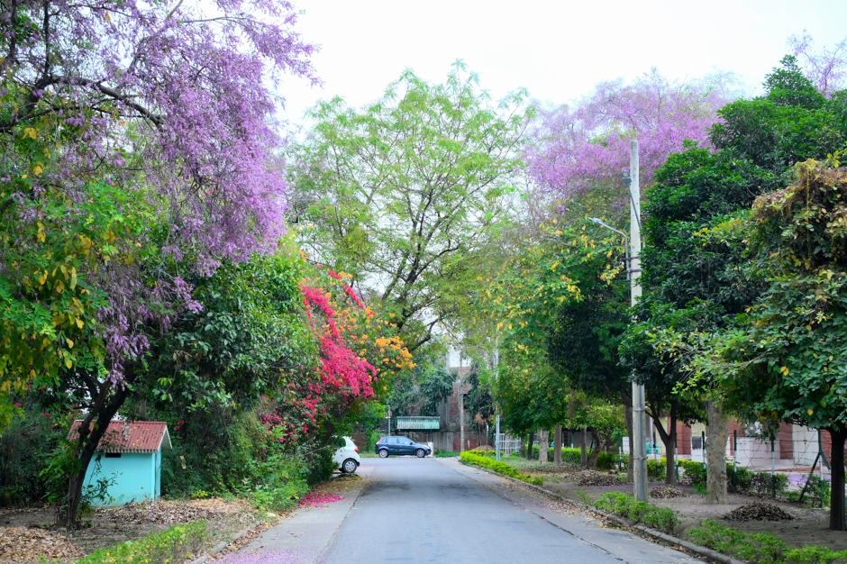 Tree-lined IIT Kanpur campus road